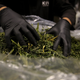 Illustration for article titled San Francisco to Expunge Thousands of Cannabis Convictions With Help From an Algorithm